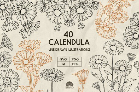 Calendula Flower Line Art SVG PNG